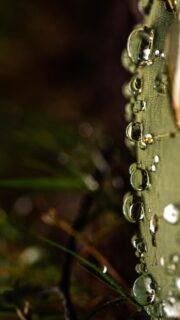 Prints are like treasures that decorate walls, fill photo albums, and are passed down from one generation to another. They remind us of our past and the special moments that make up our lives. In a time when digital things quickly come and go, printed photos stay with us as lasting reminders of the beauty in each captured moment.
.
.
.
#photoprints #photographer #photographyartist #photography #photographyprints #macrophotography #macrophotos #macromood #macroworld #nikonphotography #nikon #flowers #flowerprints #fineartphotography #fineart #fineartphoto #fineartphotoprints #fineartflowers #blackandwhitephotography #photoprinting #atlantaphotographer #alpharettaphotographer