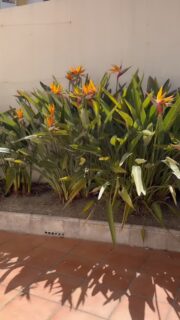 What looks like just a simple flowering bush from afar turns into a whole different world up close.
Macro photography has a way of slowing you down and making you notice details you’d normally walk right past.
Tiny textures, soft colors, little imperfections, suddenly everything feels more alive, more interesting.
A gentle reminder that there’s so much beauty hiding in the small things. #macrophotography #flowers #macrophotos #nikoncamera #photographers