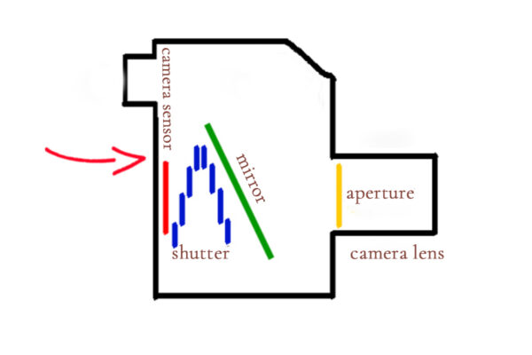 Camera sensor basics for beginners in photography.