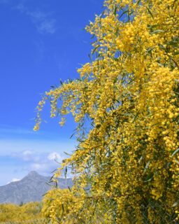 My first spring in Spain will always be tied to these bright yellow mimosa trees.
They’re everywhere right now… along the streets, around every corner, you really can’t miss them.

They just make you feel good. That soft scent in the air, that pop of yellow, it’s like an instant mood lift without even trying.

I didn’t expect to notice them this much, but now I look for them everywhere I go.
Feels like a little sign that spring is really here. #spain #travel #malaga #spring #marbella