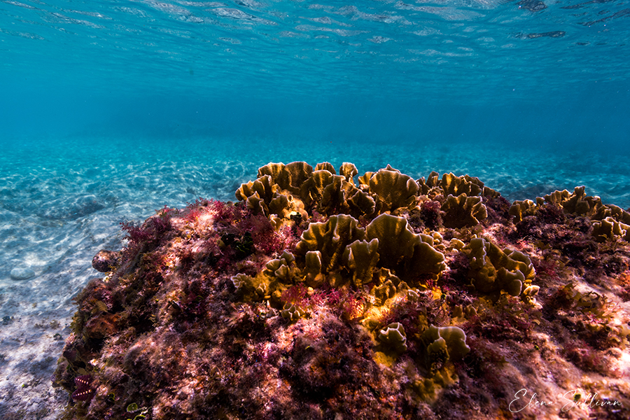 underwater photos coral alive