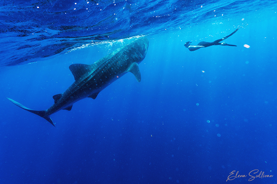 underwater photos whale sharks deep sea