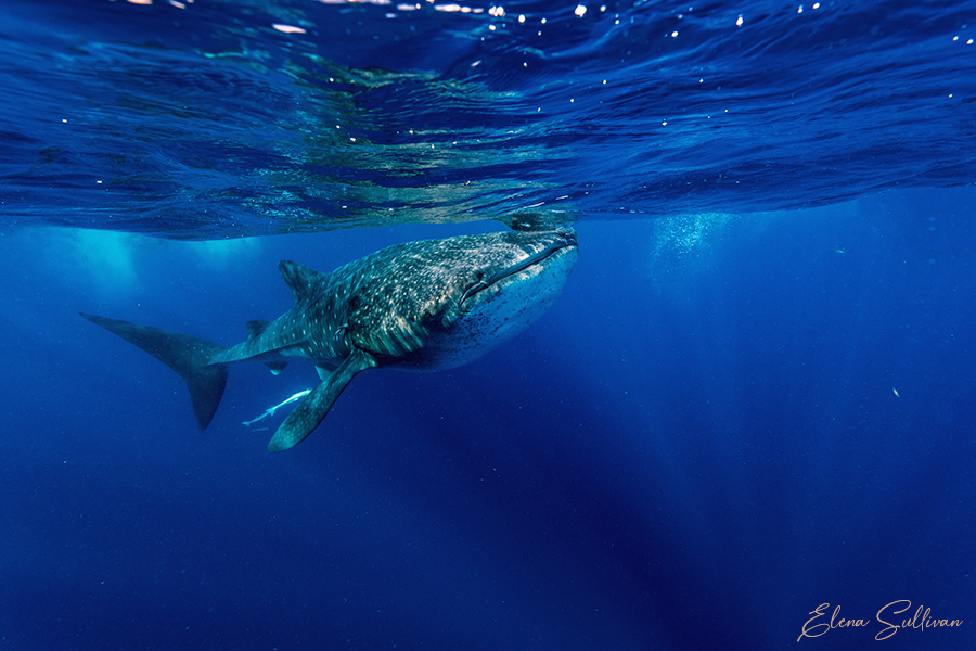 underwater photos whale sharks holbox