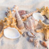beach-stock-photos-seashells
