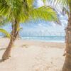 palmtrees-on-the-beach-beach-stock-photos