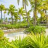 tropical-stock-photos-palmtrees