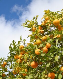 While we’re getting settled and still searching for a long-term rental, our days look pretty simple. Lots of walking around, nothing too intense. And even in these slow first days, Spain makes it easy to feel inspired. The colors, the streets, the views… there’s visual inspiration everywhere. These are just my first impressions, but they’re already making this whole transition feel a little lighter. #spain #movetospain #málaga